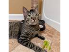 Adopt Paige a Domestic Short Hair