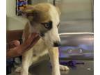 Adopt Vc-7 Amber a Shepherd, Siberian Husky