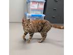 Adopt Nyla a Domestic Short Hair