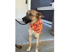Adopt Goldy a German Shepherd Dog