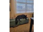 Adopt Emery 2/10/20244 a German Shepherd Dog