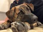 Adopt Hazel a German Shepherd Dog