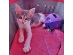 Adopt Sloth a Domestic Short Hair
