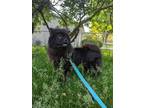Adopt Mishka a Chow Chow
