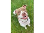 Adopt Poppy a Pit Bull Terrier