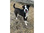 Adopt Esky a Australian Shepherd, Terrier