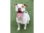 Adopt Maeve a Pit Bull Terrier