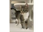 Adopt Old Gregg a Domestic Short Hair
