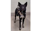 Adopt Brenda Garrett a Australian Kelpie
