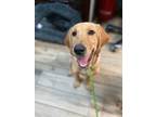 Adopt Lily a Yellow Labrador Retriever
