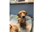 Adopt Maggie a Yellow Labrador Retriever
