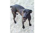 Adopt Cardamom a Labrador Retriever, Mixed Breed