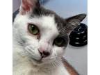 Adopt Ash a Domestic Short Hair