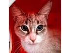 Adopt Skylar a Siamese, Domestic Short Hair
