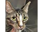 Adopt Silver a Domestic Short Hair