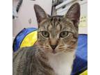 Adopt Ciabatta a Domestic Short Hair