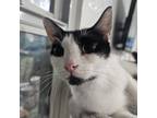 Adopt Pearl a Domestic Short Hair