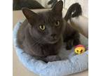 Adopt Cleo a Domestic Short Hair