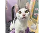 Adopt Tiffany a Domestic Short Hair