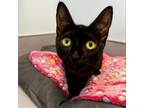 Adopt Minka a Domestic Short Hair
