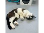 Adopt Paige a Domestic Short Hair, Himalayan