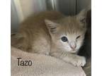 Adopt Tazo a Domestic Short Hair
