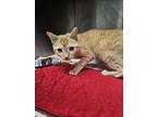 Adopt Buttercup a Domestic Short Hair