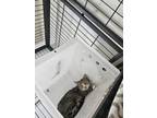 Adopt Ally a Domestic Short Hair