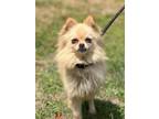 Adopt Lilly aka Princess a Pomeranian