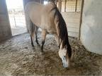 Buckskin For Sale