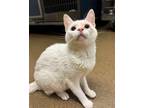 Adopt Hello Kitty a Domestic Short Hair