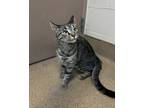 Adopt Desi a Domestic Short Hair