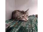 Adopt Zarina a Domestic Medium Hair