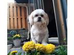 Adopt Shih Tzu - Clover -Special Needs a Shih Tzu