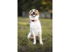 Adopt Callie a Cattle Dog, Border Collie