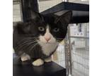 Adopt Zaphod a Domestic Short Hair