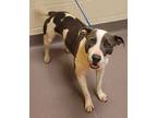 Adopt Star a Pit Bull Terrier
