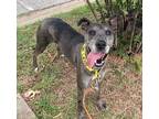 Adopt 30790 a Catahoula Leopard Dog