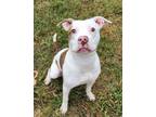 Adopt 30811 a Pit Bull Terrier