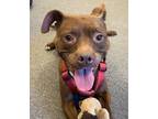 Adopt ; a Pit Bull Terrier