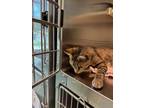 Adopt 30963 a Domestic Short Hair