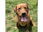Adopt Harper a Mixed Breed, Labrador Retriever