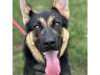 Adopt Shelby a German Shepherd Dog