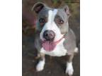 Adopt Daisy a Mixed Breed