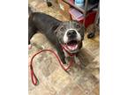 Adopt Elizabeth Bennet a Staffordshire Bull Terrier