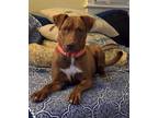 Adopt Giselle a Labrador Retriever