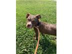 Adopt Lovely a American Staffordshire Terrier