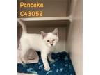 Adopt Pancake a Siamese