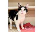 Adopt Maxie a Domestic Short Hair