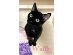 Adopt Waffle a Domestic Short Hair